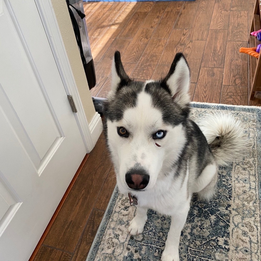 Meet your Posher, William connor